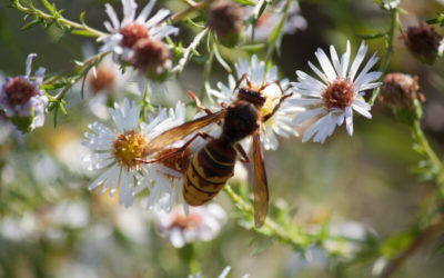 Buzzing Hornets