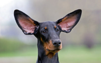 Big Ears