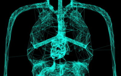 Working Lung Model